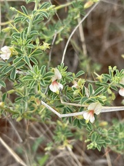 Indigofera circinnata