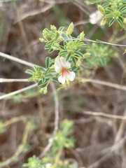 Indigofera circinnata