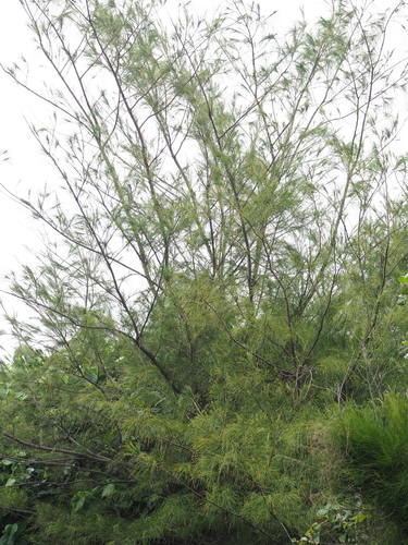 Casuarina equisetifolia