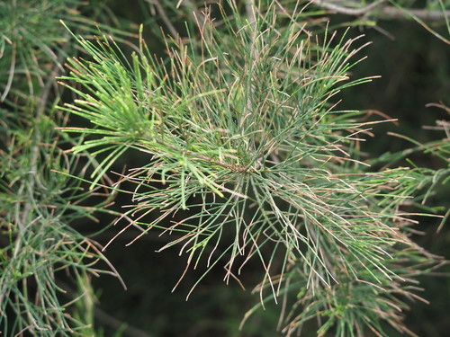 Casuarina equisetifolia