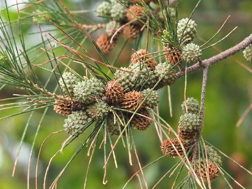 Casuarina equisetifolia