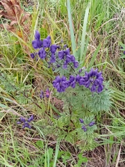 Aconitum soongaricum