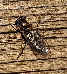 Eupeodes