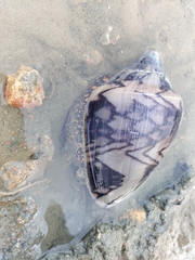 Cymbiola nobilis