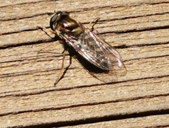 Eupeodes