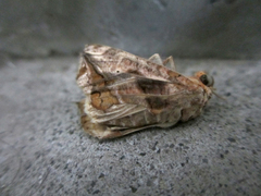 Oraesia emarginata
