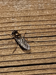 Eupeodes