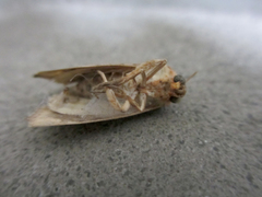 Oraesia emarginata