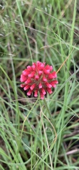 Trifolium africanum