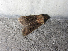 Rhynchaglaea scitula