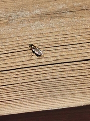Eupeodes