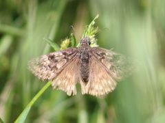 Erynnis propertius