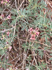 Indigastrum costatum macrum