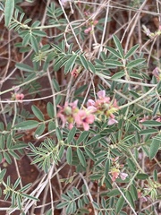Indigastrum costatum macrum