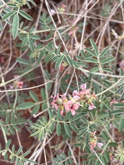 Indigastrum costatum macrum