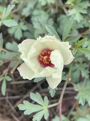 Cienfuegosia digitata