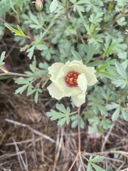 Cienfuegosia digitata