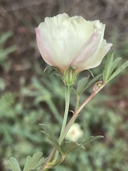 Cienfuegosia digitata