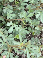 Cienfuegosia digitata