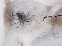 Oecobius navus