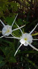 Hymenocallis liriosme