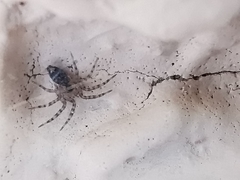 Oecobius navus