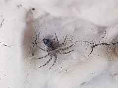 Oecobius navus