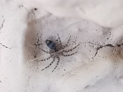 Oecobius navus