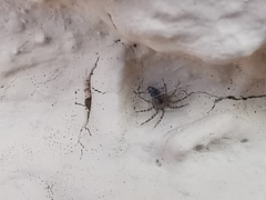 Oecobius navus