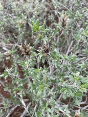 Blepharis diversispina