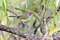 Hylophilus poicilotis