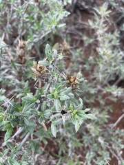 Blepharis diversispina