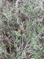 Blepharis diversispina