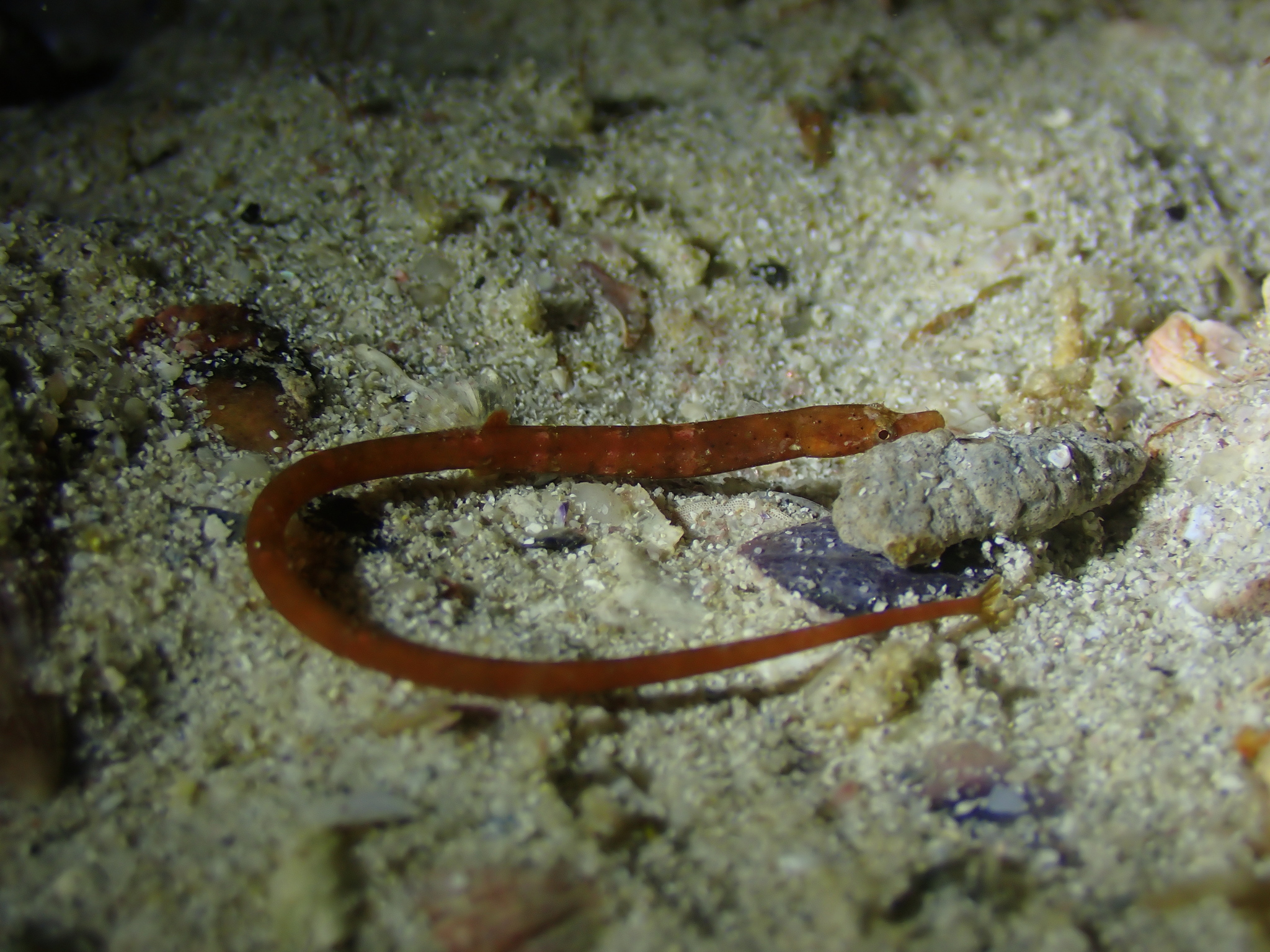 Prophet's Pipefish photo 5