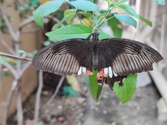 Papilio polytes