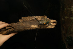 Batocera frenchi
