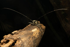 Batocera frenchi
