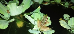 Hylarana erythraea