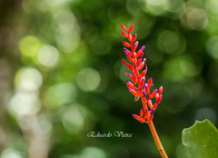 Aechmea fulgens