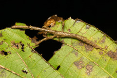 Cigarrophasma tessellatum