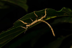 Cigarrophasma tessellatum