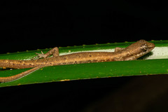 Saproscincus