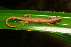 Saproscincus