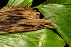 Segestidea queenslandica