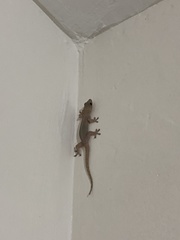 Gehyra mutilata