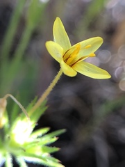 Leptosiphon acicularis