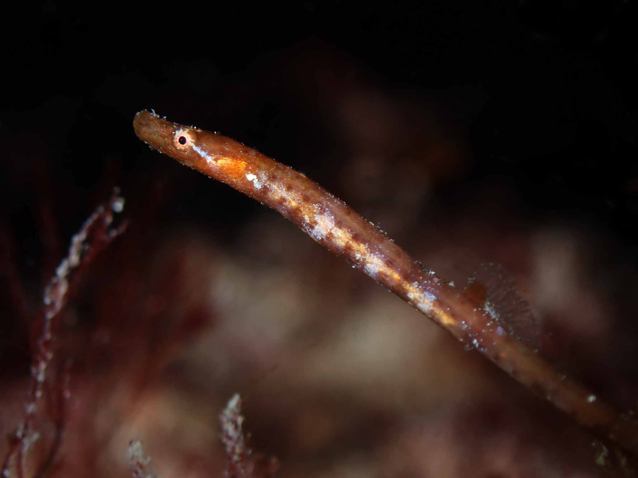 Prophet's Pipefish photo 4