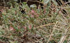 Vaccinium floribundum