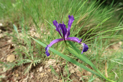 Iris reichenbachiana
