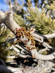 Arceuthobium cyanocarpum